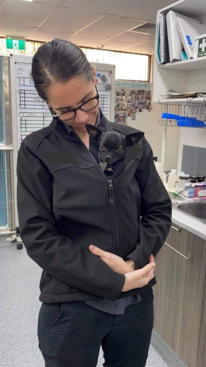 Pet Euthanasia at Home Near You in Brisbane Cats, Dogs & More